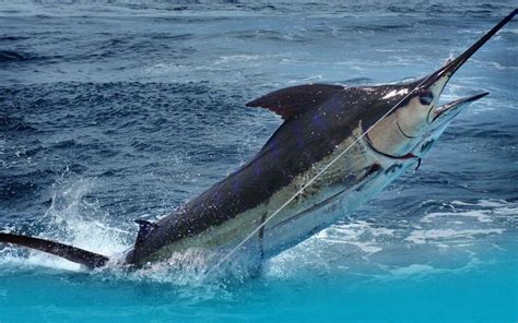 deep sea fishing nassau|Bahamas Deep Sea Fishing Charters .